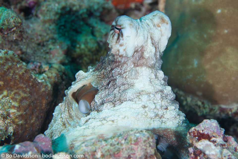 BD-130714-Maldives-0658-Octopus-cyanea.-Gray.-1849-[Big-blue-octopus].jpg
